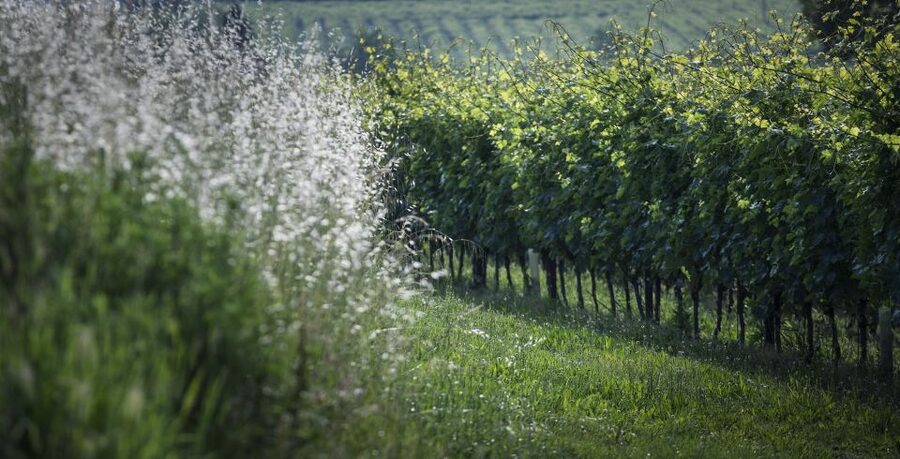 Lake Garda: Wine Tour and Tasting Experience in Bardolino - Booking Style That Works: Small, Flexible, and Worthwhile