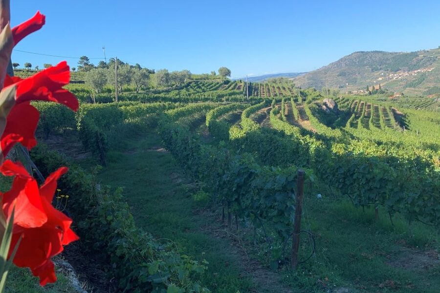 Lamego: Quinta da Portela de Baixo Winery Tour and Tasting - Key Points Worth Your Time