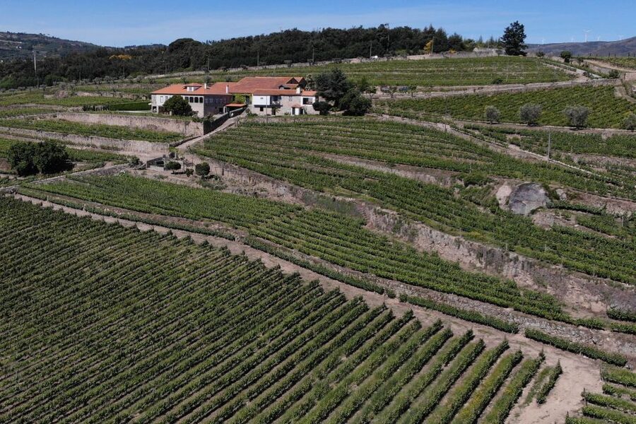 Lamego: Quinta da Portela de Baixo Winery Tour and Tasting - Timing: Why 1 Hour Can Turn Into 2