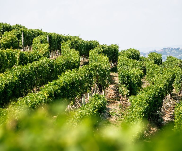 Langhe & Monferrato: Vineyard Tour and Wine Tasting - Views Aren’t a Gimmick Here