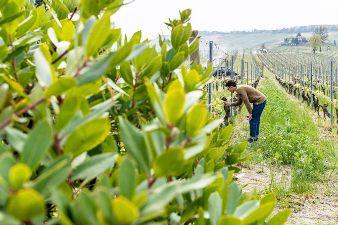 Langhe Wine Tour and Tasting - One day with a Somm - The tasting flow and your optional lunch or dinner stop