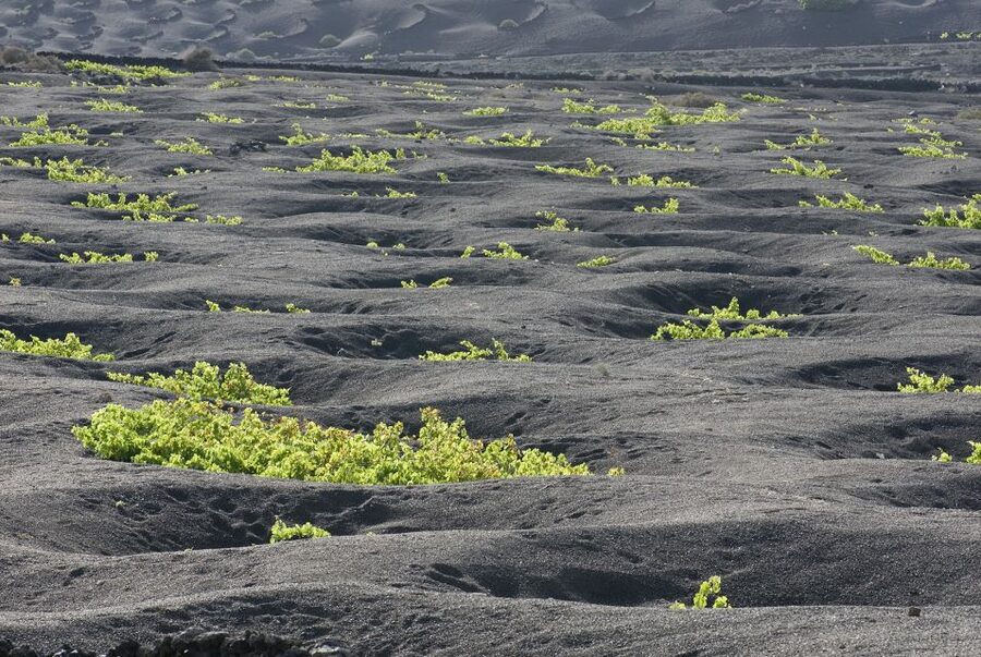 Lanzarote: Vineyard Tour with Wine and Chocolate Tasting - Views of Los Volcanes and Masdache: why it enhances the tasting