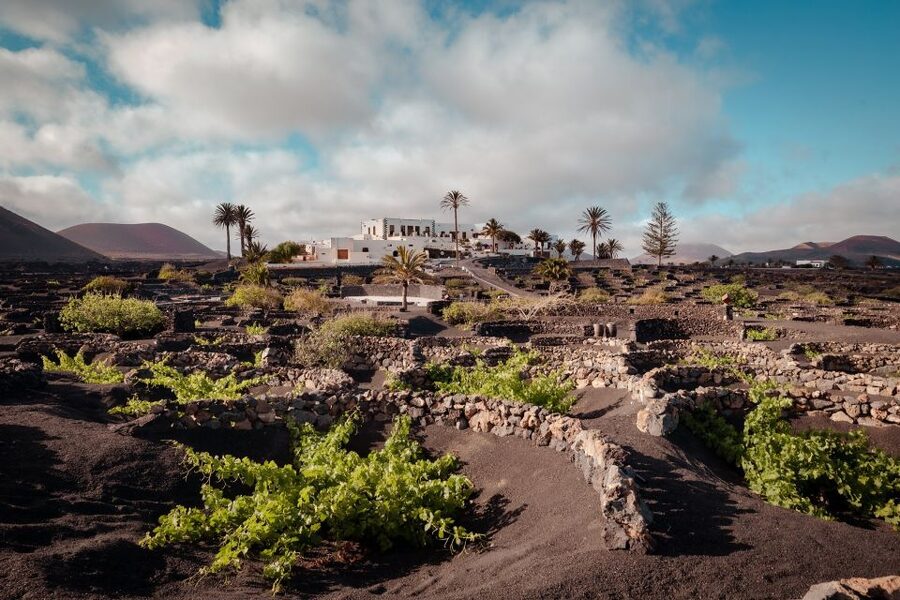 Lanzarote: Vineyard Tour with Wine and Chocolate Tasting - Price and value: what $28 really buys you