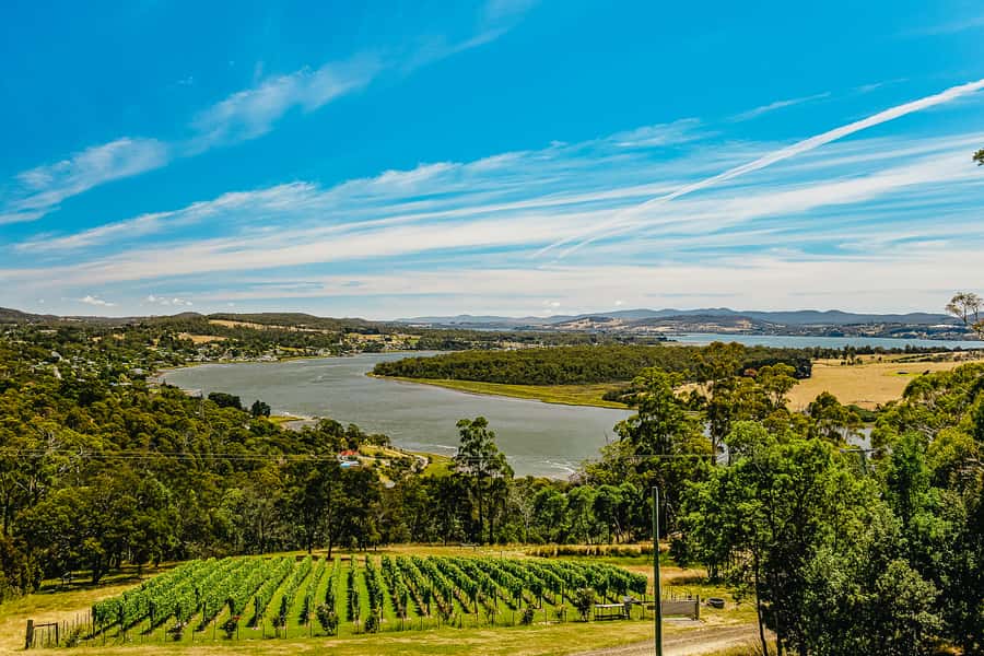 Launceston: Tamar Valley Wine Tour with Lunch - The wine-judge twist: how it changes your whole tasting