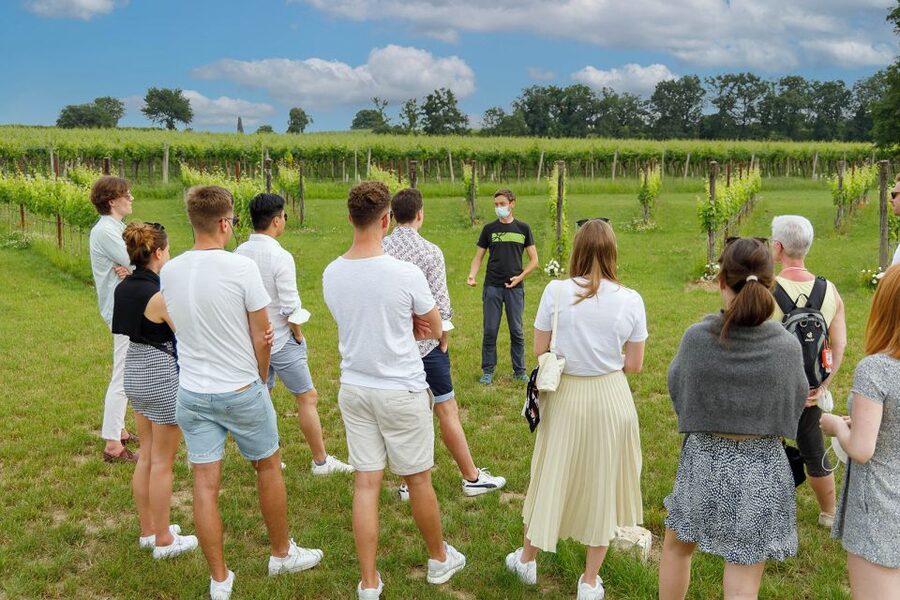 Lazise: Winery Tour with Garda Wines and Food Tasting - Should you book the Bergamini Vini wine and food tasting in Lazise?
