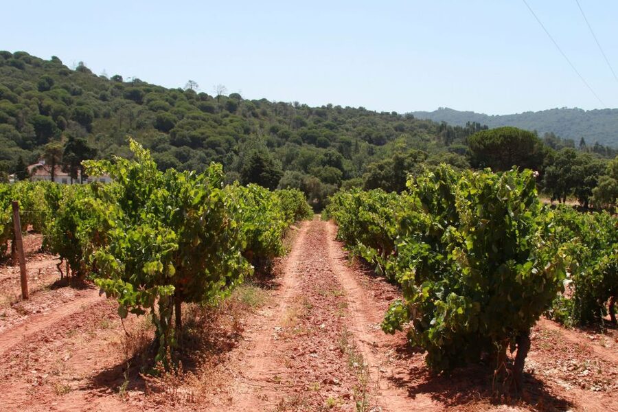 Lisbon: Arrábida and Sesimbra Day Trip with Wine - Arrábida Natural Park: the scenic drive and the Portinho Arrábida beach pause