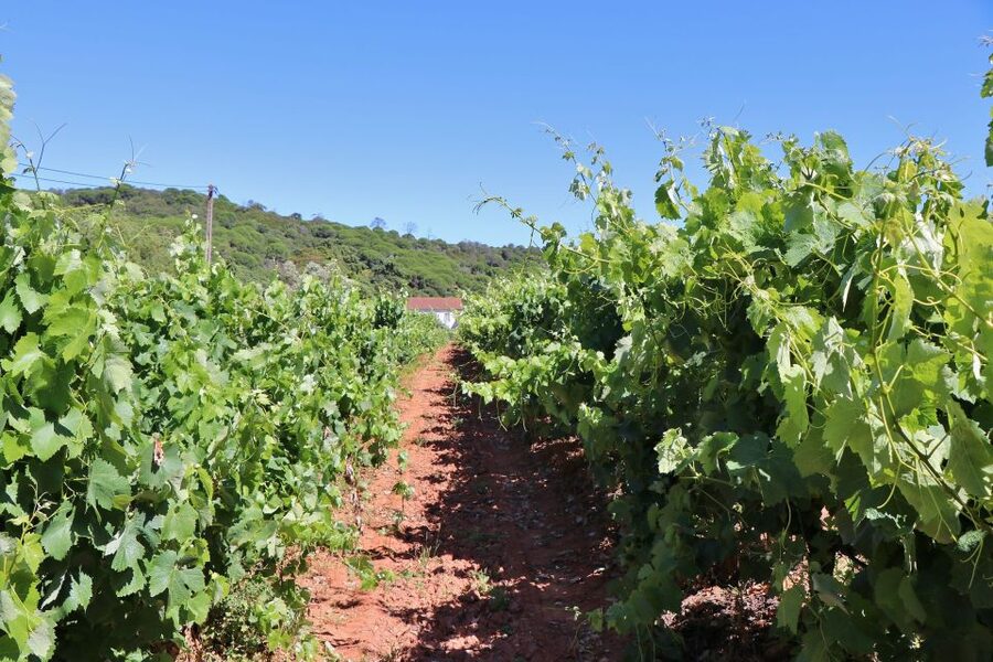 Lisbon Private Setúbal Region Wine Tasting Tour - Practical tips that make the day smoother