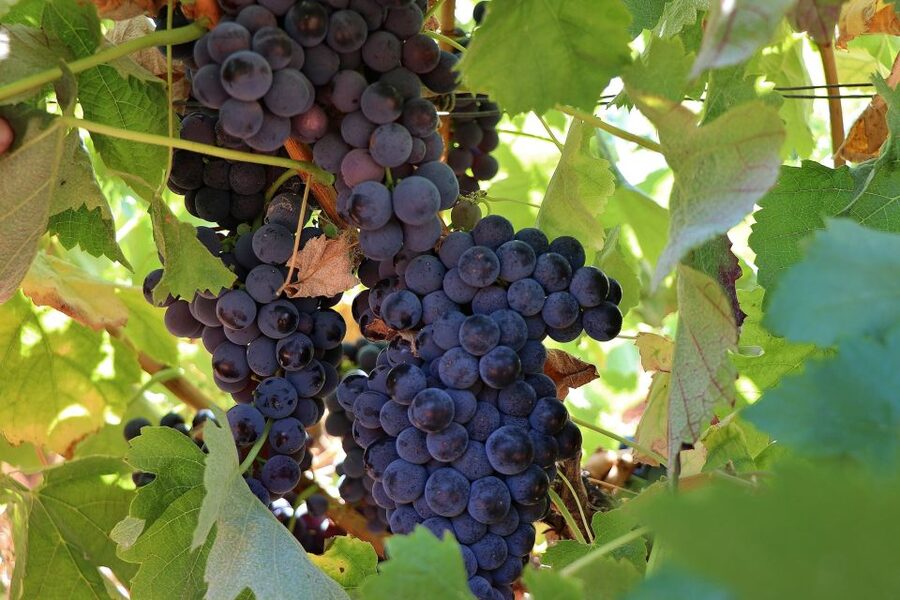 Lisbon Private Setúbal Region Wine Tasting Tour - Price and value: what you’re really paying for