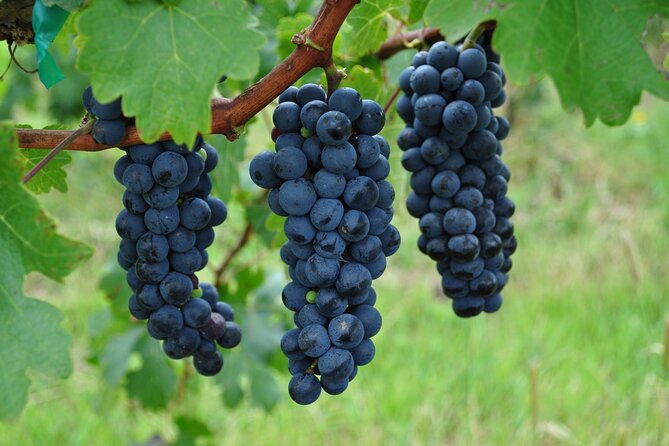 Local Vineyard Tour & Wine Tasting at the Independence Valley - Food pairing that actually helps you taste