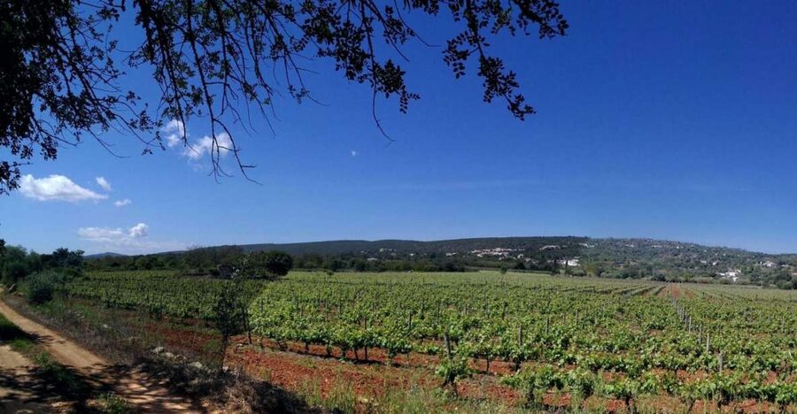 Loulé: Quinta da Tôr Winery Guided Tour and Wine Tasting - Key Things To Know Before You Go