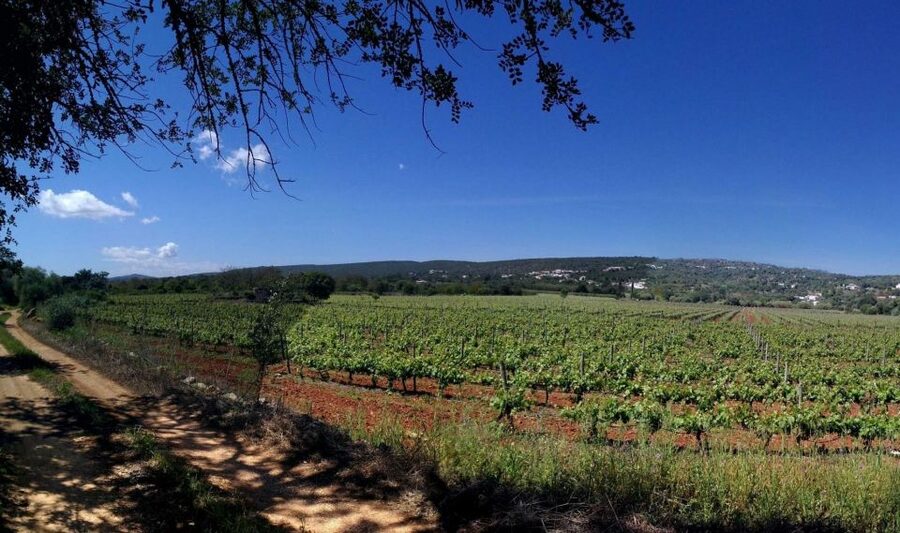 Loulé: Quinta da Tôr Winery Guided Tour and Wine Tasting - The guided winery tour: what you’ll actually see and learn