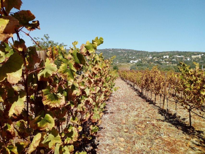 Loulé: Quinta da Tôr Winery Guided Tour and Wine Tasting - The infinity pool and vineyard views: the unexpected reason to stay
