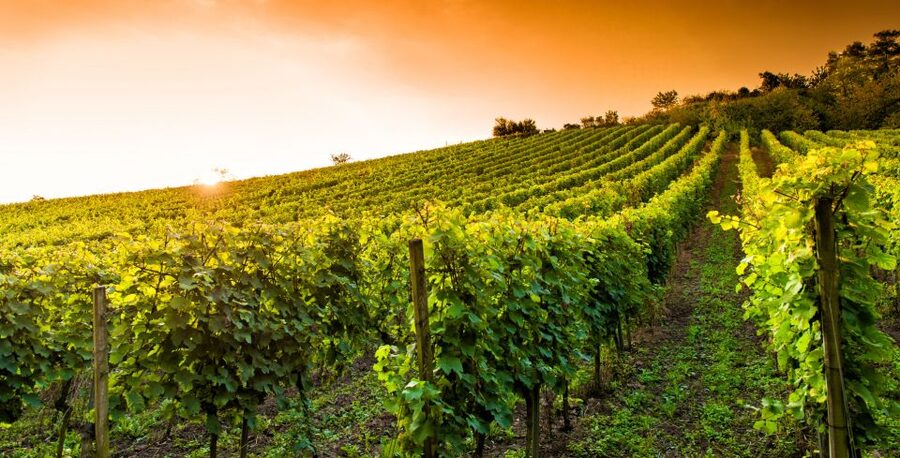 Lucca: Guided E-Bike and Wine Tour - Vineyard ecosystem talk: what you’re seeing isn’t random