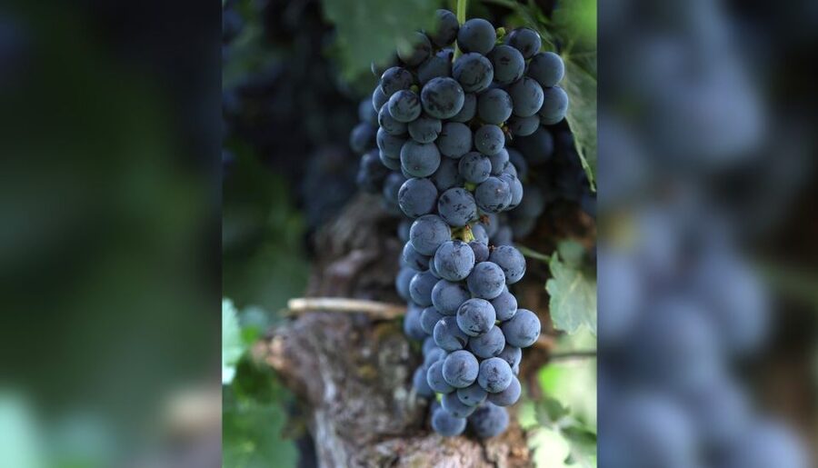 Lucca: Guided Winery Tour with Wine Tasting - Key Things to Know Before You Go