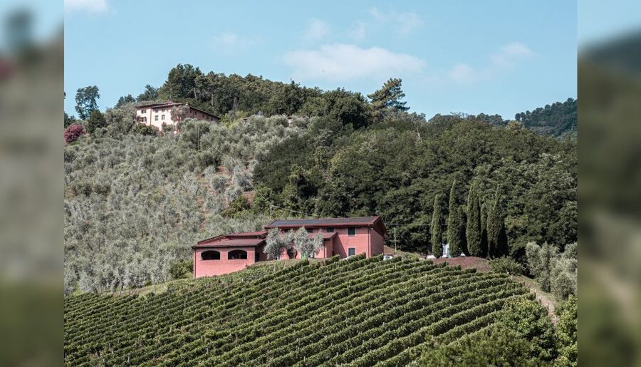 Lucca: Guided Winery Tour with Wine Tasting - Timing It in Your Day (Without Rushing)