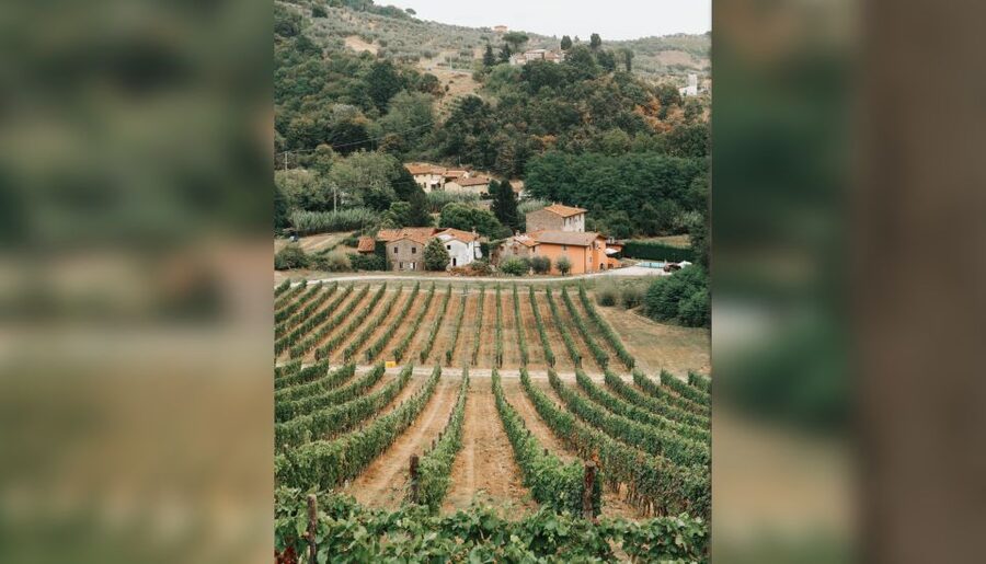 Lucca: Guided Winery Tour with Wine Tasting - Terrace Tasting for About an Hour: Wine, Olive Oil, and Q&A