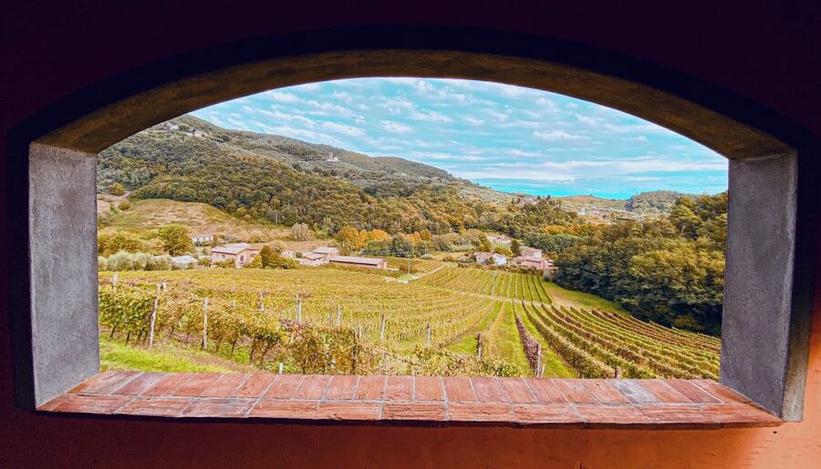 Lucca: Guided Winery Tour with Wine Tasting - Vineyard Walk: Accessible Rows and Olive Trees
