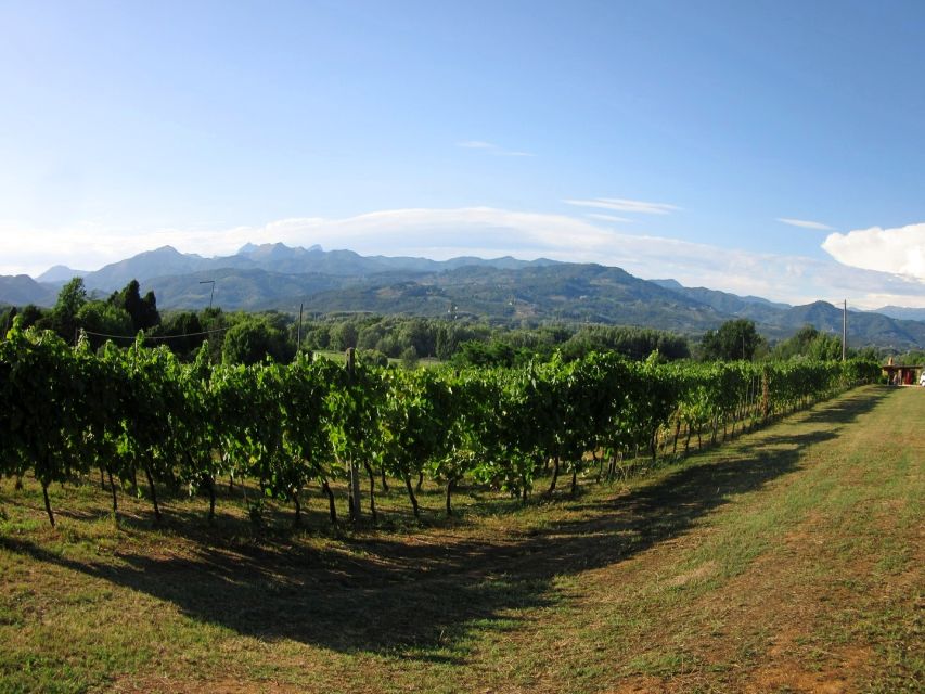 Lucca: Picnic Lunch at a Vineyard by Bike - Arriving at the Vineyard: Cellar Visit and Your Picnic Box