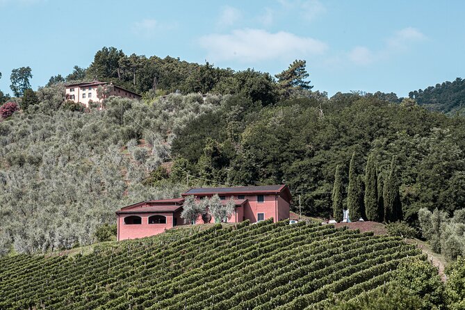 Lucca: Wine Tasting Experience - Tenuta Adamo Winery - What the tasting feels like in practice (time, pace, and questions)