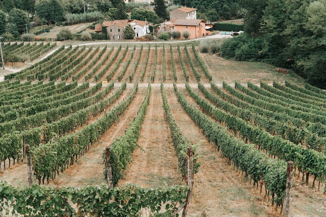 Lucca: Wine Tasting Experience - Tenuta Adamo Winery - Should you book Tenuta Adamo Winery in Lucca?