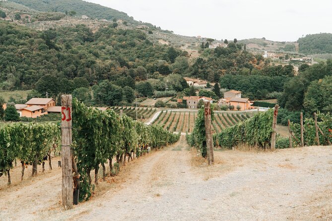 Lucca: Wine Tasting Experience - Tenuta Adamo Winery - Inside the cellar with the winemaker team