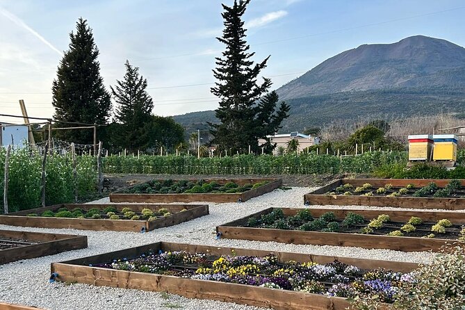 Lunch & Wine Tasting in the National Park of Mt Vesuvius - The Deluxe Lunch Menu: Charcuterie, Lemon Ricotta Ravioli, Lemon Pie