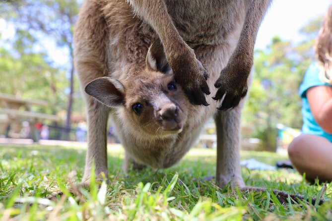 Luxury Hunter Valley Wildlife & Wine Tasting Tour from Sydney - Lunch at Oaks Cypress Lakes Resort: A Comfortable Reset (Not a Winery Feast)