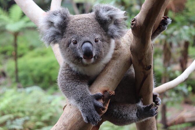Luxury Hunter Valley Wildlife & Wine Tasting Tour from Sydney - Getting the Most Out of the 10 Hours: Comfort, Timing, and the 18+ Rule