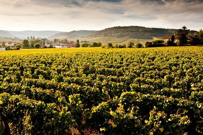 Luxury Luxury Wine Tour Experience - What you learn: classification, appellations, and Climats that make labels make sense