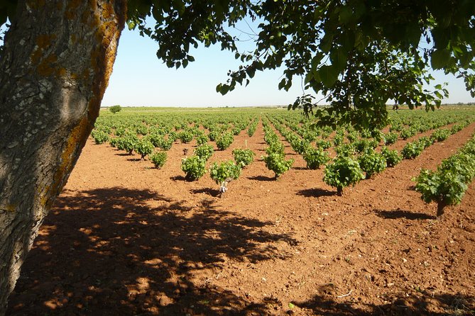 Madrid Countryside Wineries Guided Tour with Wine Tasting - Entering Vinos de Madrid: a wine DO practically next door