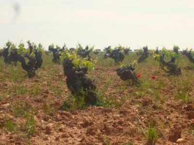 Madrid Region Wineries Guided Tour with Wine Tastings - Colmenar de Oreja and the Caves: The Part That Changes How You Taste