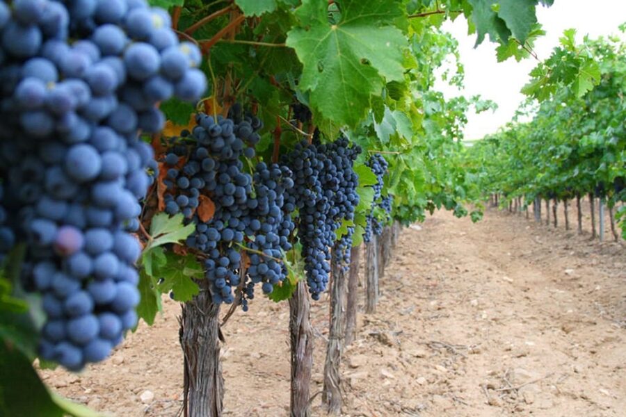 Madrid: Toledo Day Trip with Winery Visit and Wine Tasting - Timing and logistics: how this 8-hour day trip actually feels