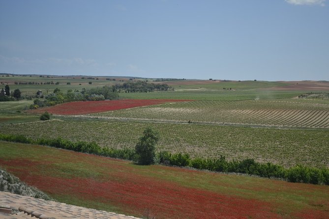 Madrid Wineries Private Tour with Hotel Pickup and Lunch - The lunch break: 3-course meal with wine, cava sorbet, and vineyard views