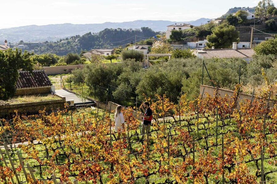 Malaga: Organic Vineyard Tour with 6 Wines, Tapas & Transfer - Who this tour suits best (and who should skip it)