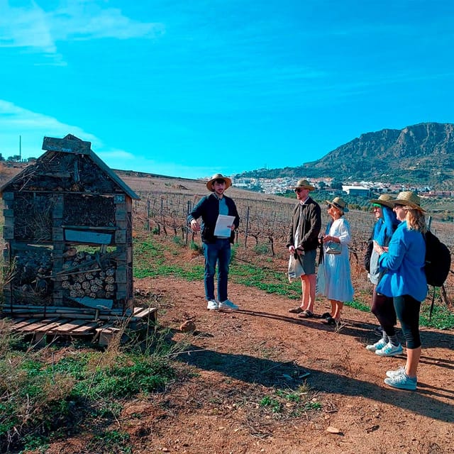 Malaga: White Village, Vineyard, and Wine Tasting Wine Tour - Key Highlights You’ll Really Feel