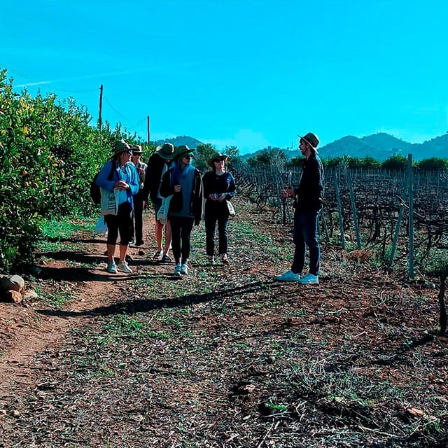 Malaga: White Village, Vineyard, and Wine Tasting Wine Tour - Walking Álora: Museum, Church, and the Muslim Castle Views