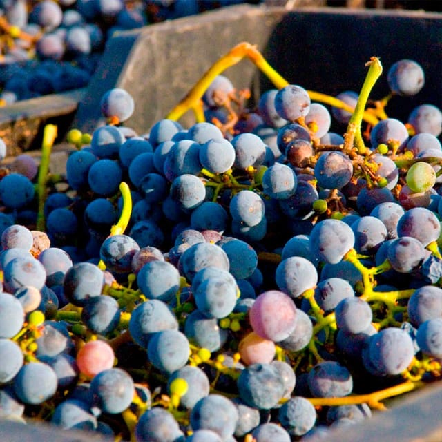 Malaga: White Village, Vineyard, and Wine Tasting Wine Tour - Bodegas Pérez Hidalgo: Winery Tour, 4-Wine Tasting, and Tapas