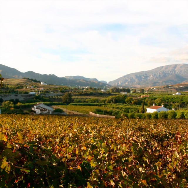 Malaga: White Village, Vineyard, and Wine Tasting Wine Tour - Finding the Van, Meeting the Guide, and How the Day Flows