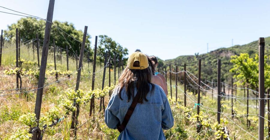 Malibu: Guided Vineyard Hike with Photo Stops and Wine - Malibu Vineyard Loop: What the 2–3 Hours Feels Like