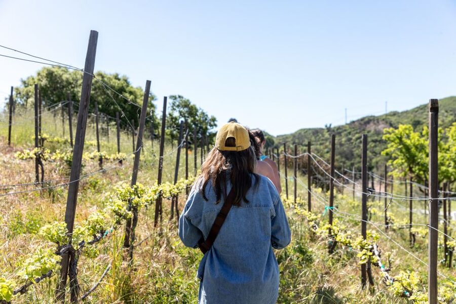 Malibu: Guided Vineyard Hike with Photo Stops and Wine - Chumash Cave Paintings: A Meaningful Stop, Not Just a Sight