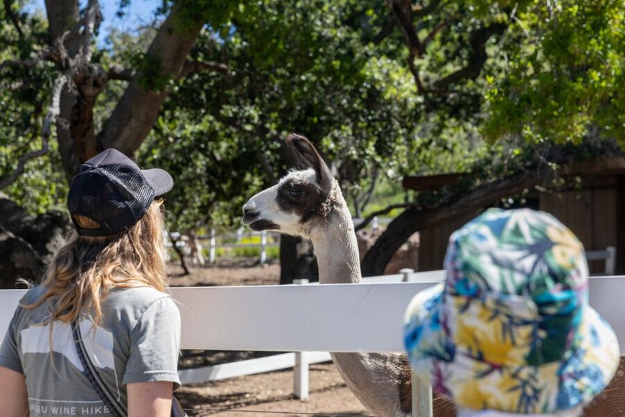 Malibu: Guided Vineyard Hike with Photo Stops and Wine - Who This Tour Suits Best (and Who Should Skip)