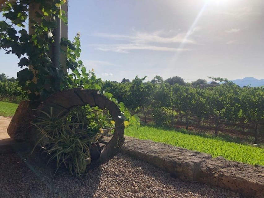 Mallorca: Bodega Butxet Vineyards & Winery Tour with Tasting - The tasting with Mallorcan tapas: plan for 4 wines, often more