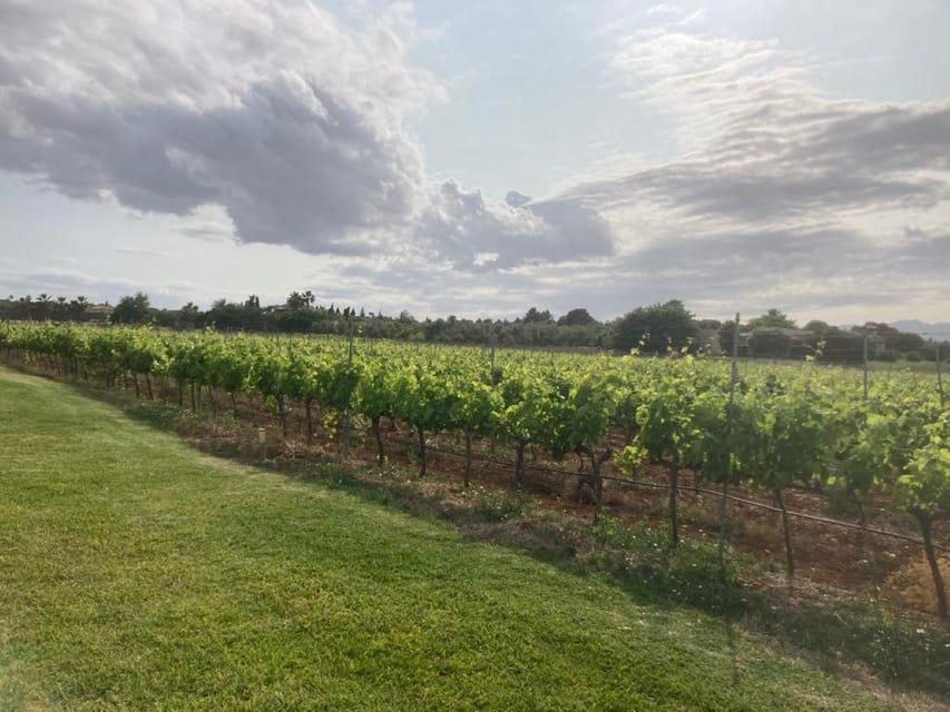 Mallorca: Bodega Butxet Vineyards & Winery Tour with Tasting - Timing tips: go prepared for wind and keep the day flexible