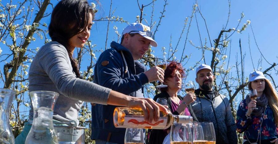 Mallorca: Full-Day Winery Small Group Tour - Mallorca Wine, But in the Island’s Interior