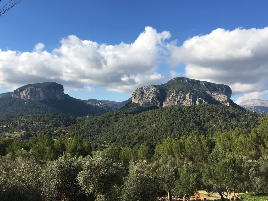 Mallorca: Full-Day Winery Small Group Tour - Price and Value: Is $221 Actually Fair?