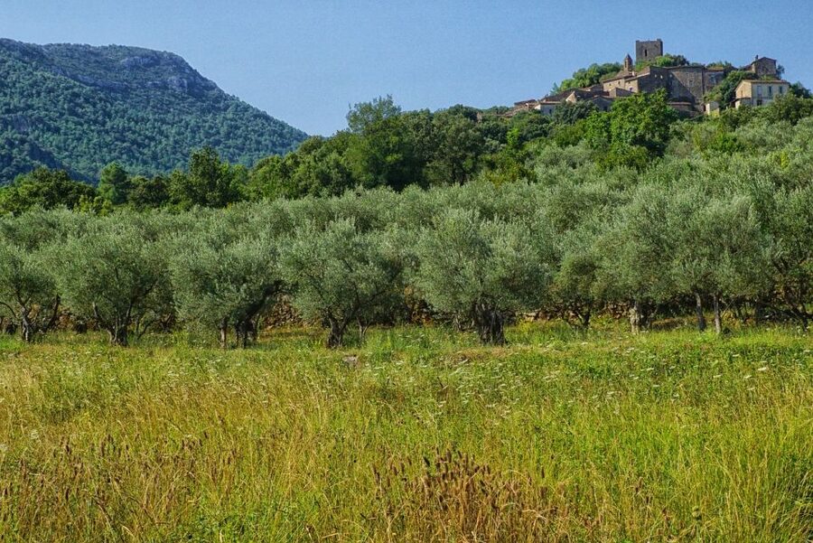Mallorca: Premium Wine Experience, Tasting and Fine Foods - Why Sencelles and this winery feels worth your time