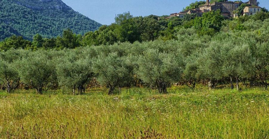 Mallorca: Premium Wine Experience, Tasting and Fine Foods - The tasting itself: six wines and smart food pairing