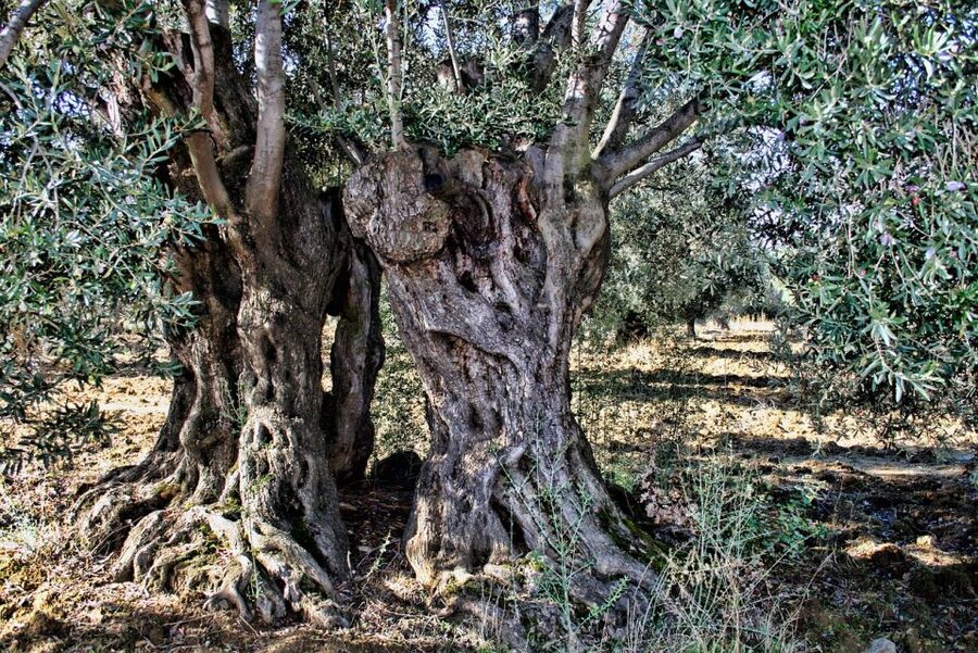 Mallorca: Premium Wine Experience, Tasting and Fine Foods - Timing: how the 2–2.5 hours fits into your Mallorca day