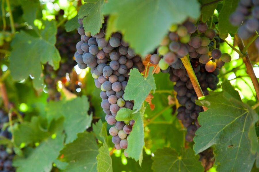 Mallorca: Private Wine Tour with Tasting and Picnic - FAQ