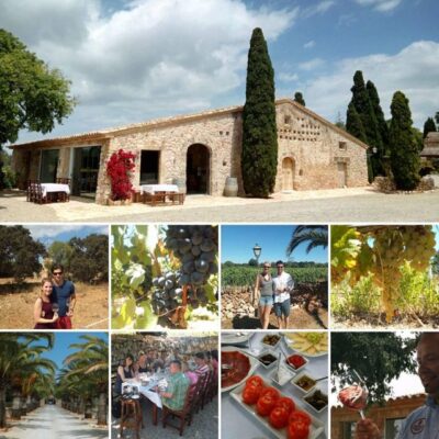 Mallorca: Private Wine Tour with Tasting and Picnic - Walking the Vineyard With the Winemaker in Charge